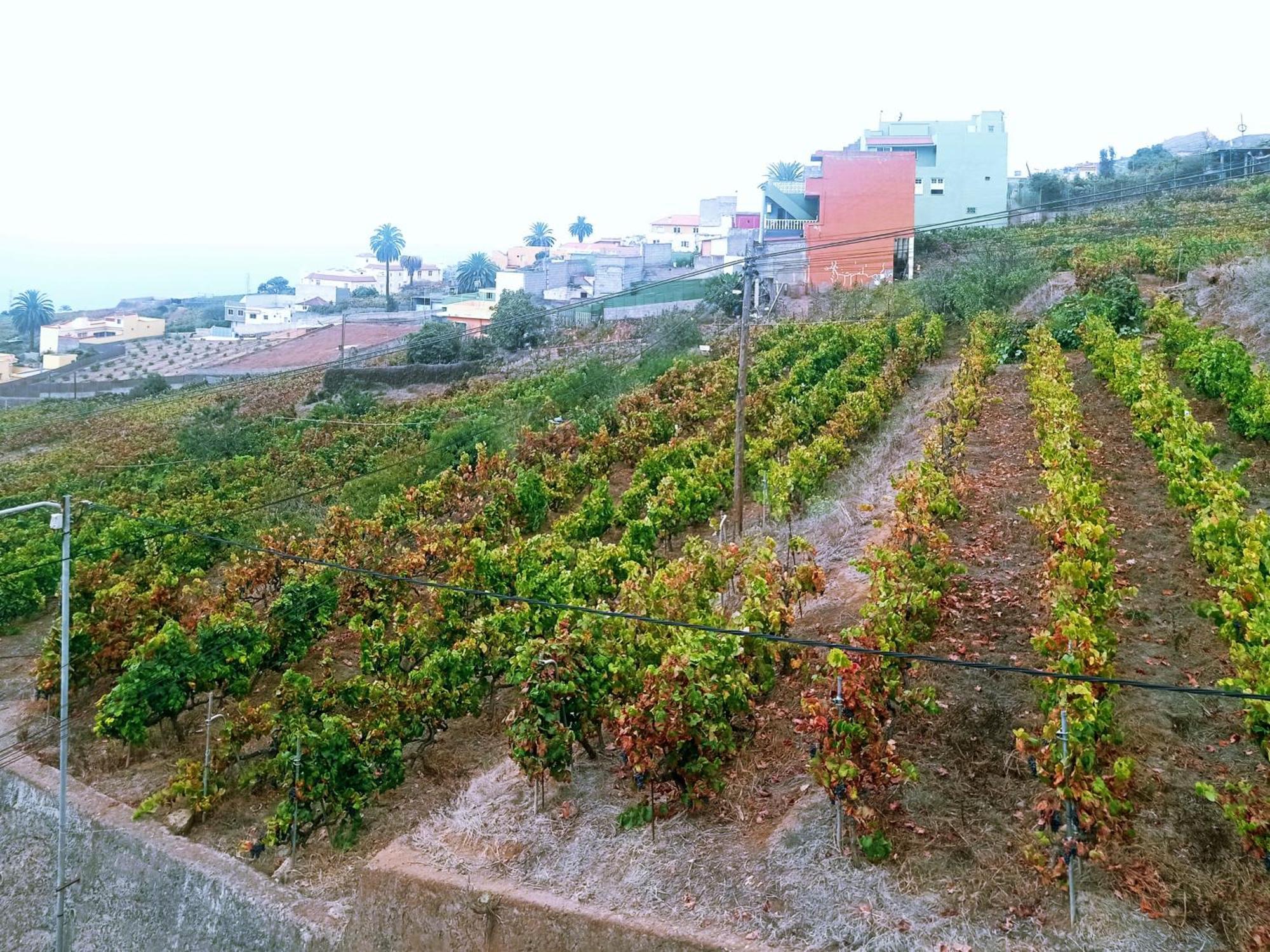 Live La Victoria Carril - Casa Acogedora Y Familiar Con Terraza Completa Villa La Victoria de Acentejo Eksteriør bilde