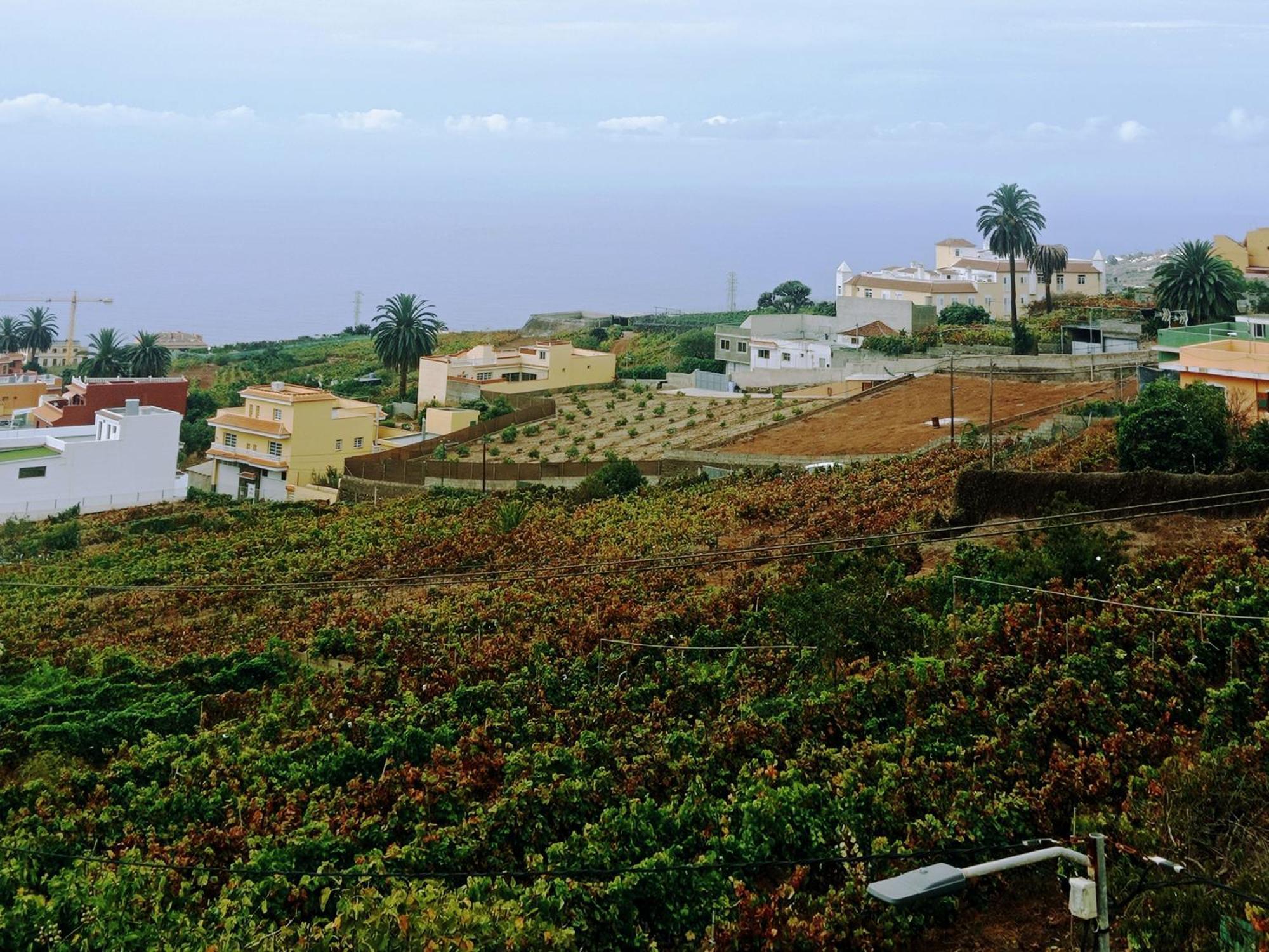 Live La Victoria Carril - Casa Acogedora Y Familiar Con Terraza Completa Villa La Victoria de Acentejo Eksteriør bilde